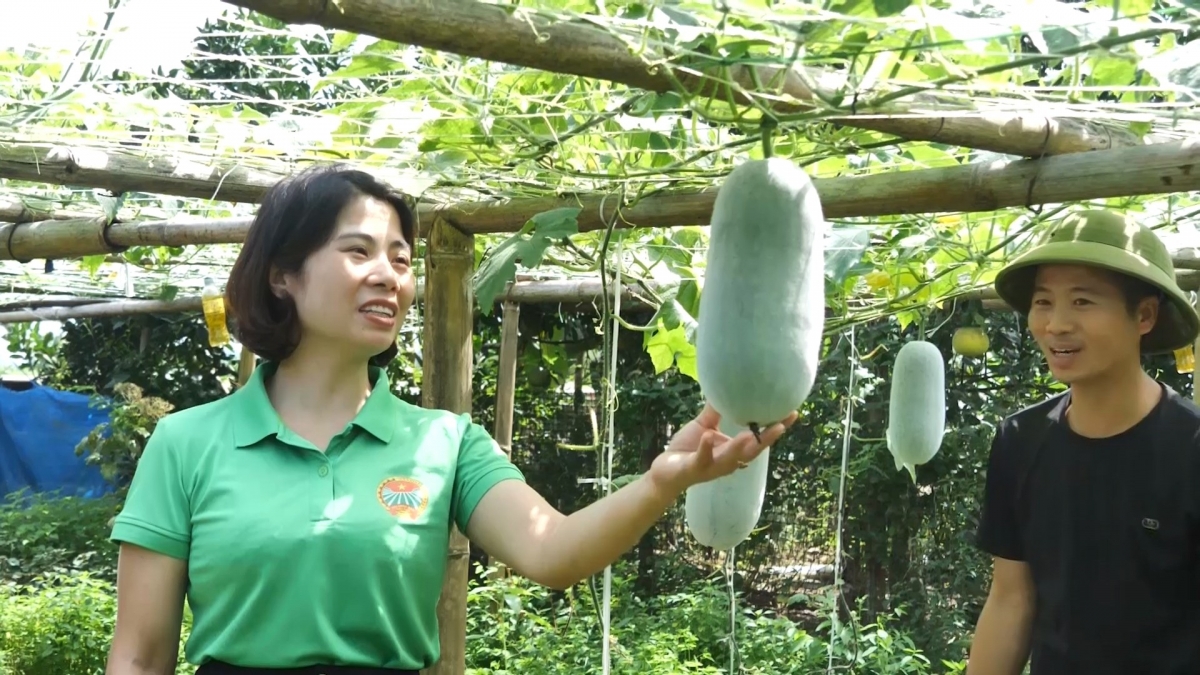 Vườn bí thơm trĩu quả nhà anh Đỗ Thanh Bình. Vườn bí thơm trĩu quả nhà anh Đỗ Thanh Bình.