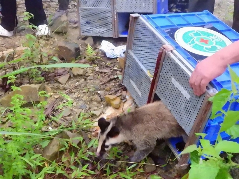 91 rescued wild animals released back into tam dao national park picture 1