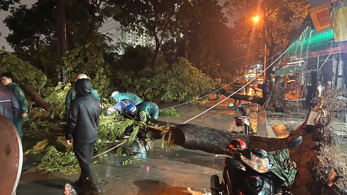 Cây xanh bật gốc đè trúng hai bà cháu ở TP.HCM