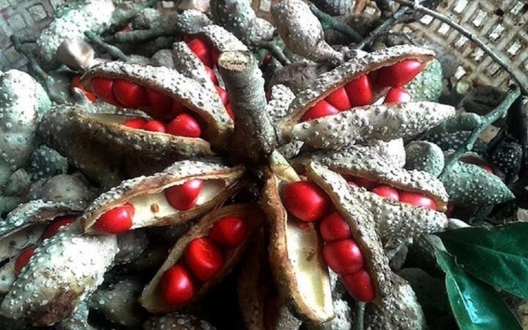 "Vàng đen" Tây Bắc xưa rụng đầy gốc không ai nhặt, nay giá tiền triệu/kg