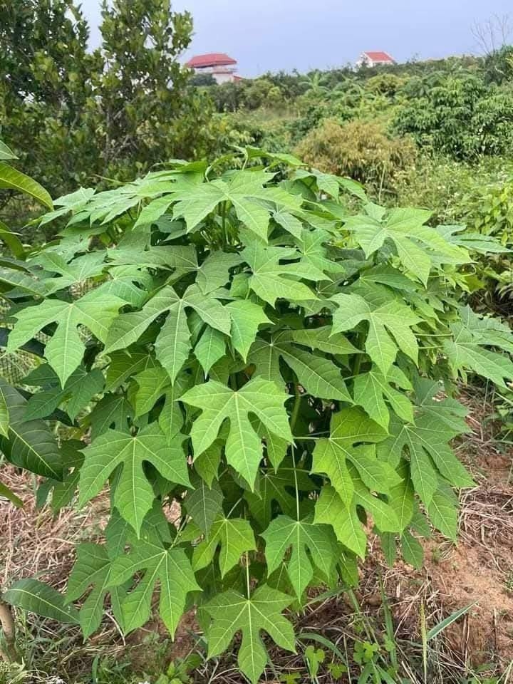 Rau siêu ngọt thành "mỏ vàng" của nông dân