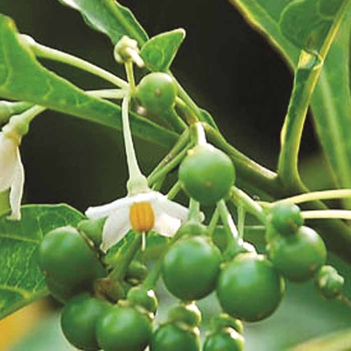 Quả dại ở Tây Nguyên vị đắng ngắt nhưng "vạn người mê"