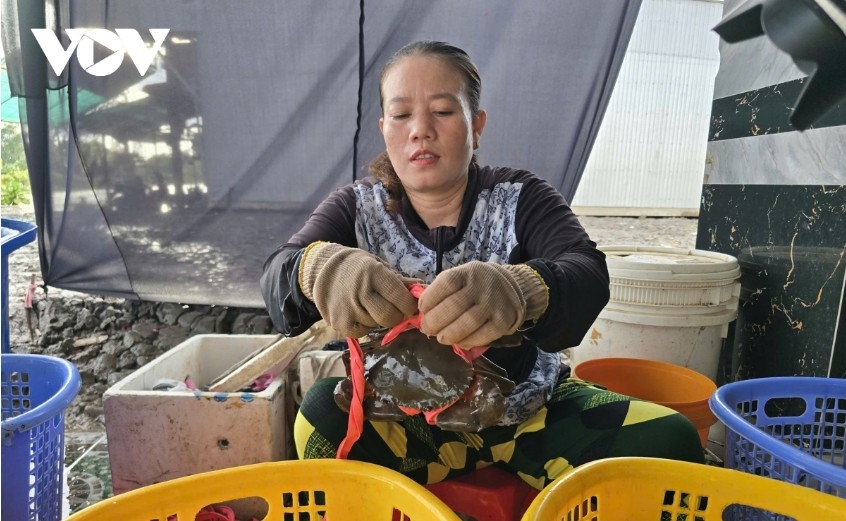 ca mau bolsters formal crab exports toward sustainable value chain picture 1