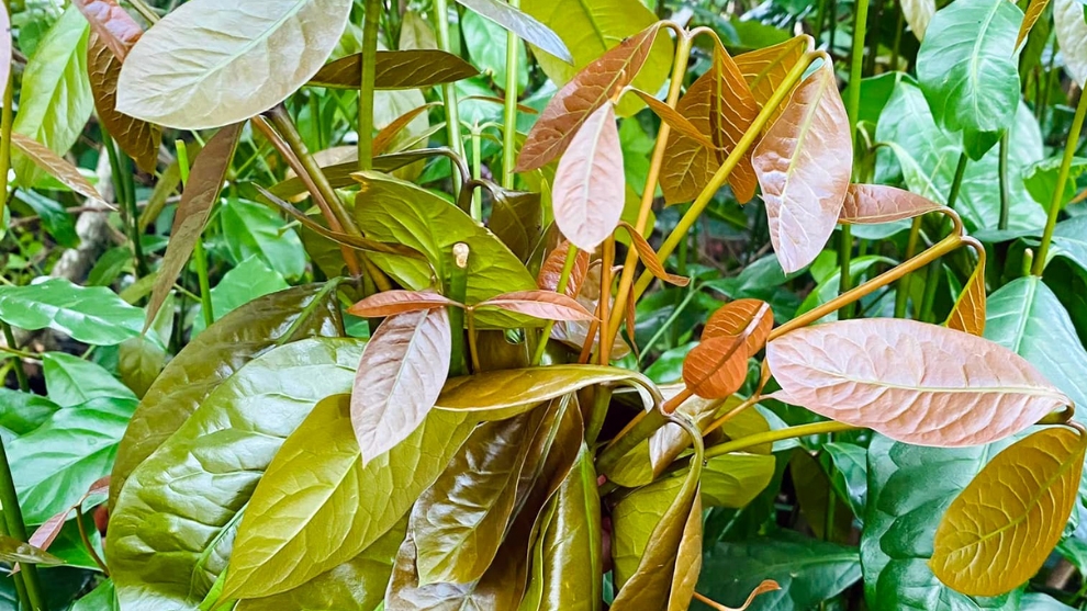 Từ rừng về vườn, rau nhíp giúp nhà nông kiếm bộn tiền