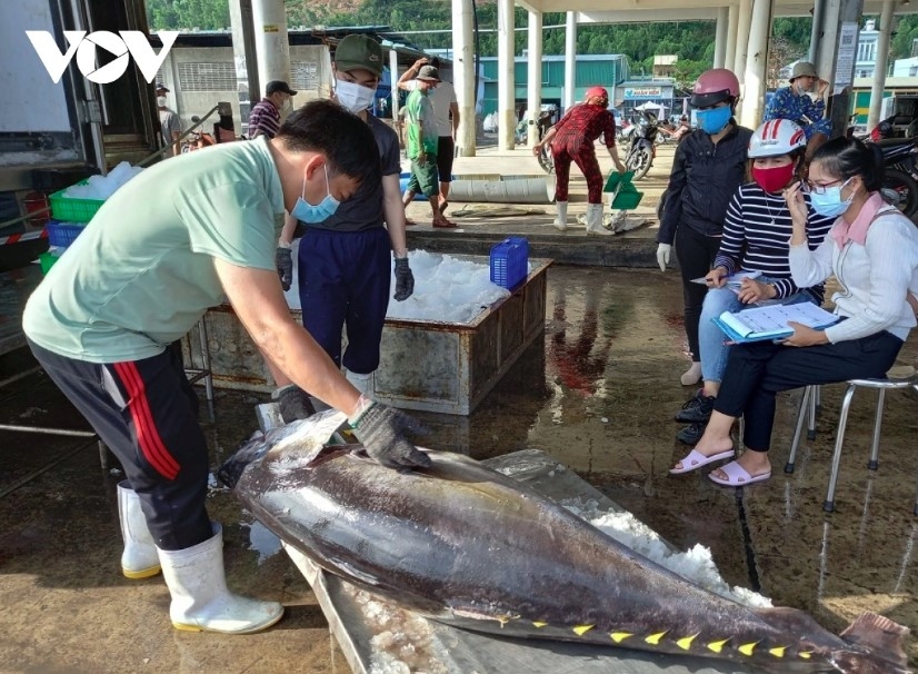 raw material crisis, stricter iuu controls hinder tuna industry s recovery picture 1