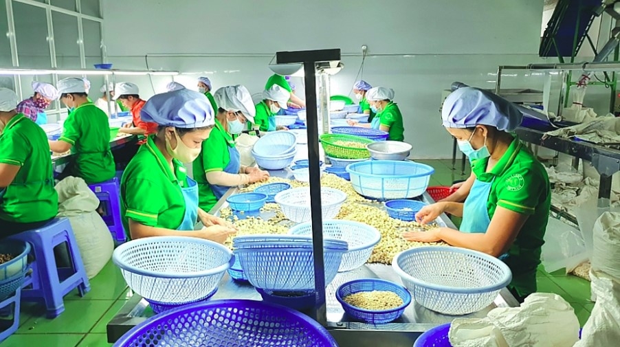 Raw cashew imports exceed US$4 billion in ten-month period