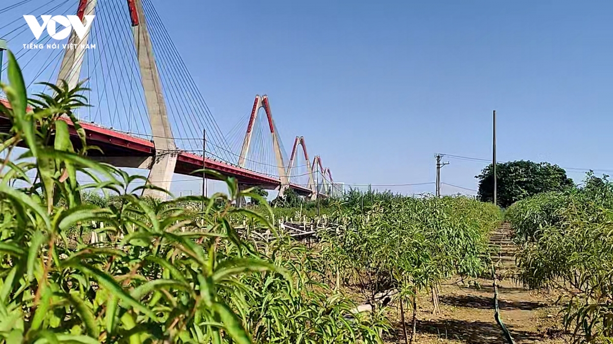 Người trồng đào Nhật Tân tất bật khôi phục vườn sau lũ lụt, chuẩn bị vụ Tết