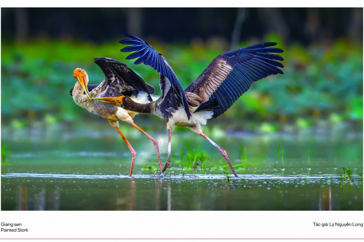 Vũ điệu từ thiên nhiên – Khi nhiếp ảnh kể câu chuyện về đa dạng sinh học Việt Nam