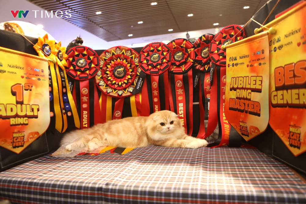 Feline elegance on show in Ho Chi Minh City