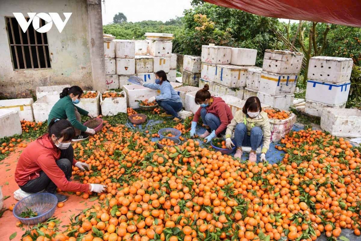 bac ninh xay dung thuong hieu ben vung cho san pham cay co mui hinh anh 3