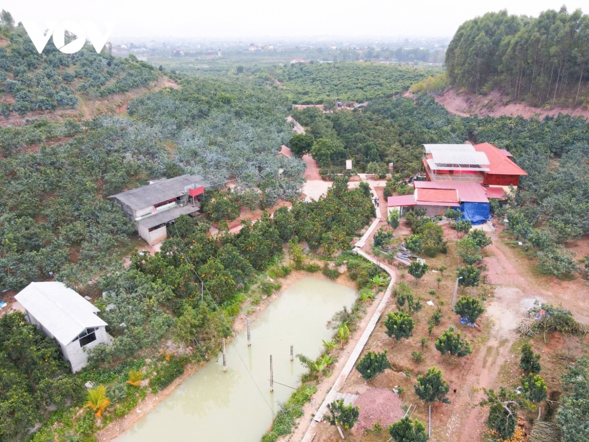 bac ninh xay dung thuong hieu ben vung cho san pham cay co mui hinh anh 2