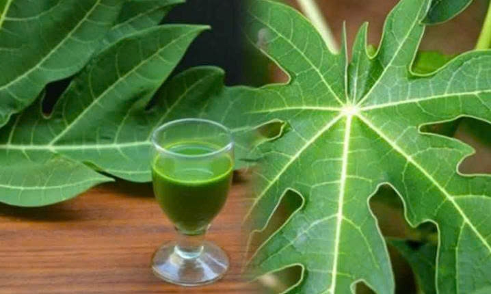 Kh&aacute;m ph&aacute; t&aacute;c dụng của nước l&aacute; đu đủ đối với cơ thể