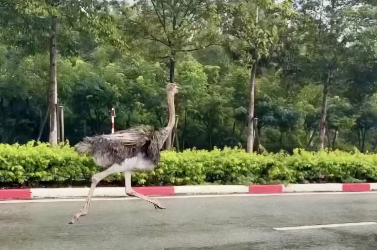 Đà điểu “đi lạc” ở TP.HCM đã chết, địa phương tiến hành tiêu hủy