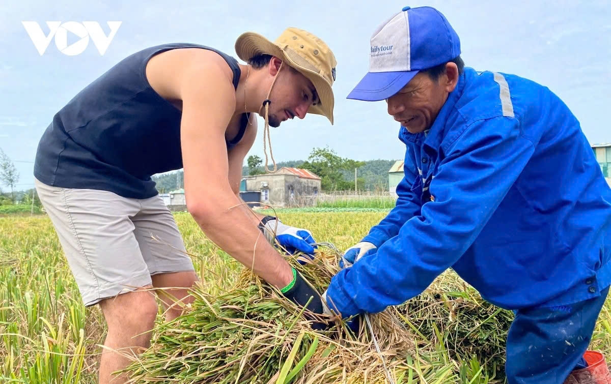 when foreign tourists experience life as farmers in vietnam picture 8