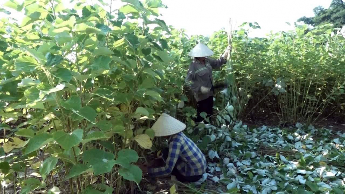 thay doi tu duy san xuat de nong dan vuon len lam giau hinh anh 2