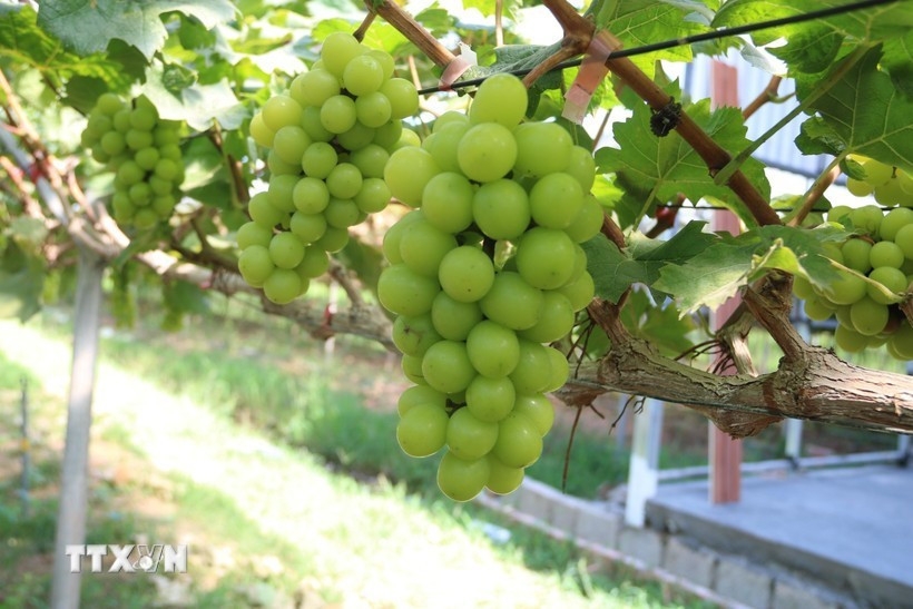 vietnamese agribusinesses need to be empowered for green growth picture 1