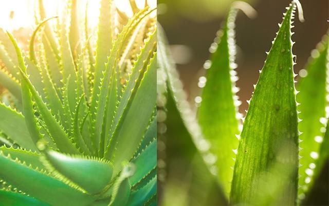 Loại cây có công dụng "thần kỳ" cho sức khỏe, giá rẻ bình dân