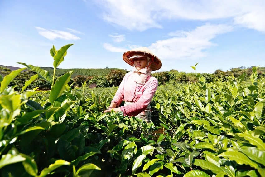Lam Dong launches first World Tea Fest to promote Vietnamese tea culture