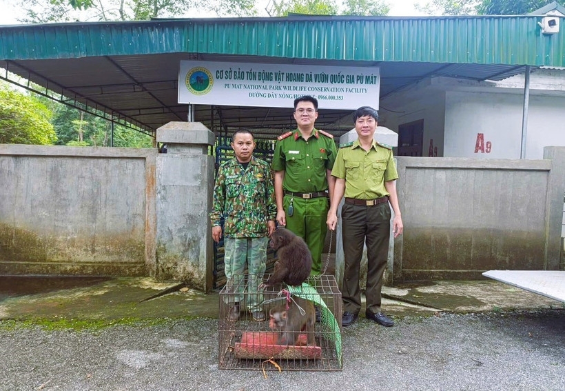 nghe an residents hand over two endangered macaques to national park authorities picture 1