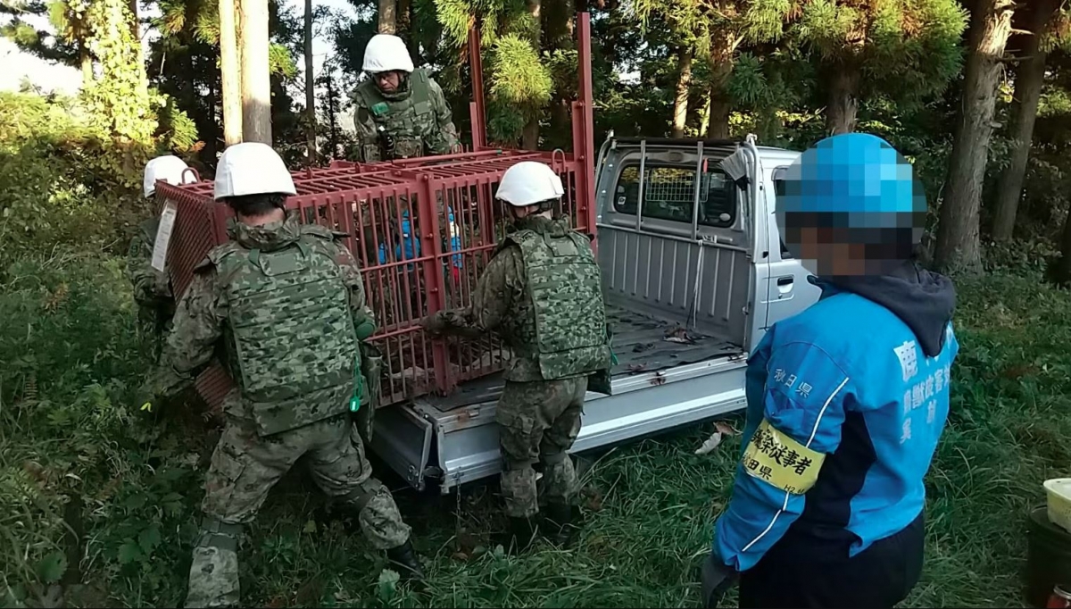 Gấu tấn công người: Nhật Bản phải huy động lực lượng phòng vệ và UAV để ngăn chặn