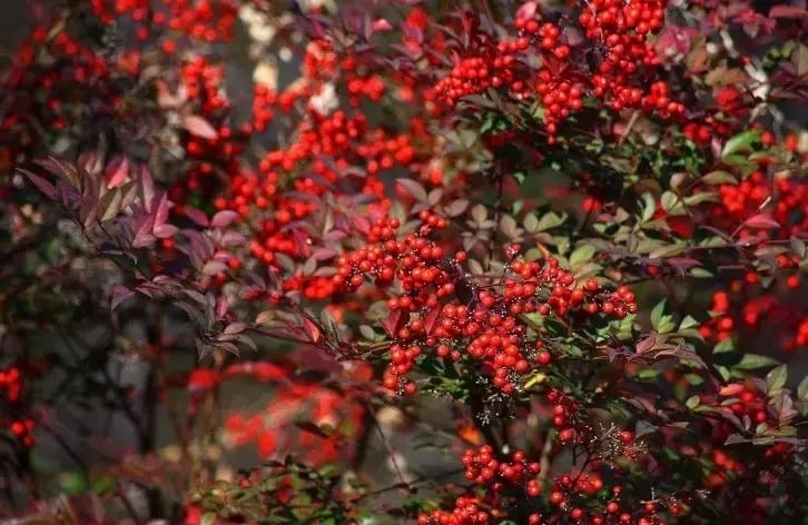 Nam thiên trúc lá đỏ “lên ngôi” thị trường giao mùa thu - đông