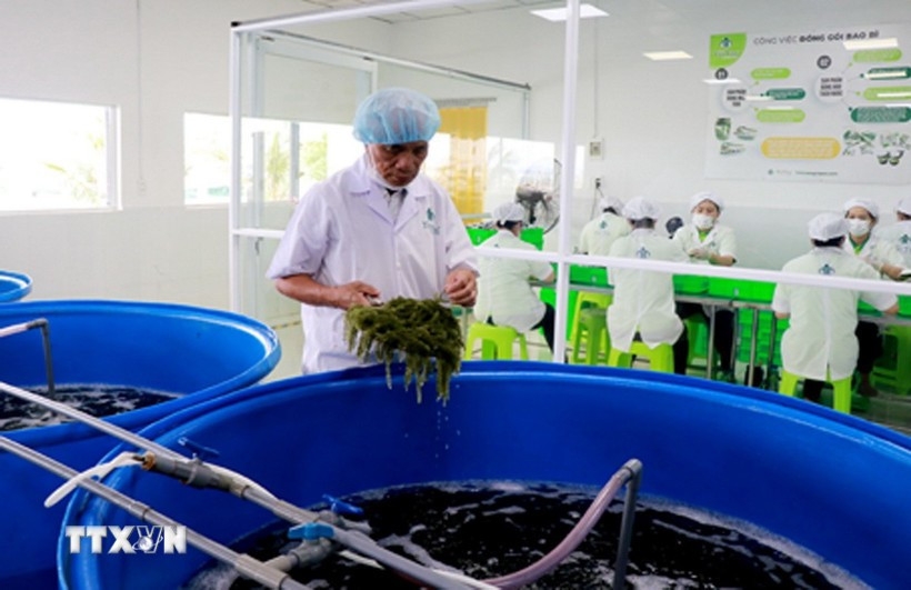 company brings vietnamese sea grapes to the world picture 1