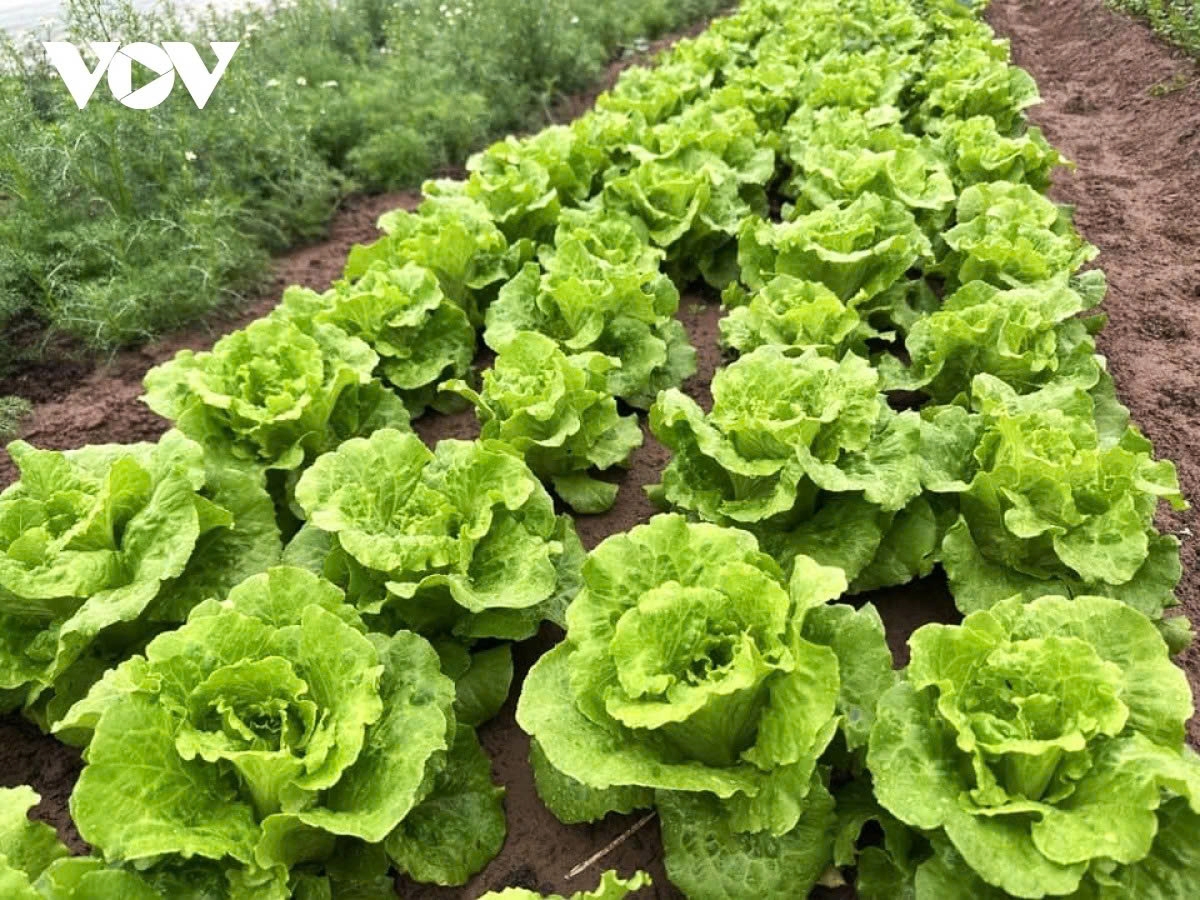 circular economy - a strategic path for sustainable agriculture in vietnam picture 1