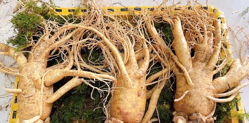 Những cây thuốc nam chữa yếu sinh lý: Giải pháp tự nhiên an toàn và hiệu quả