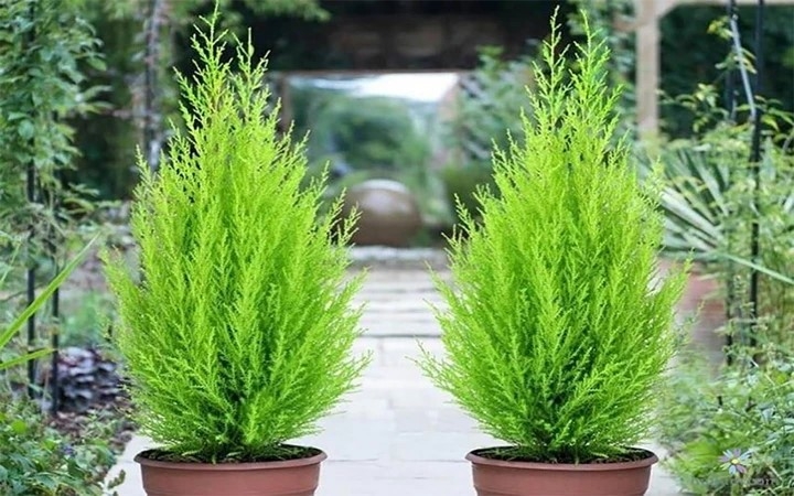 8 loại cây cảnh không phù hợp đặt ở phòng làm việc