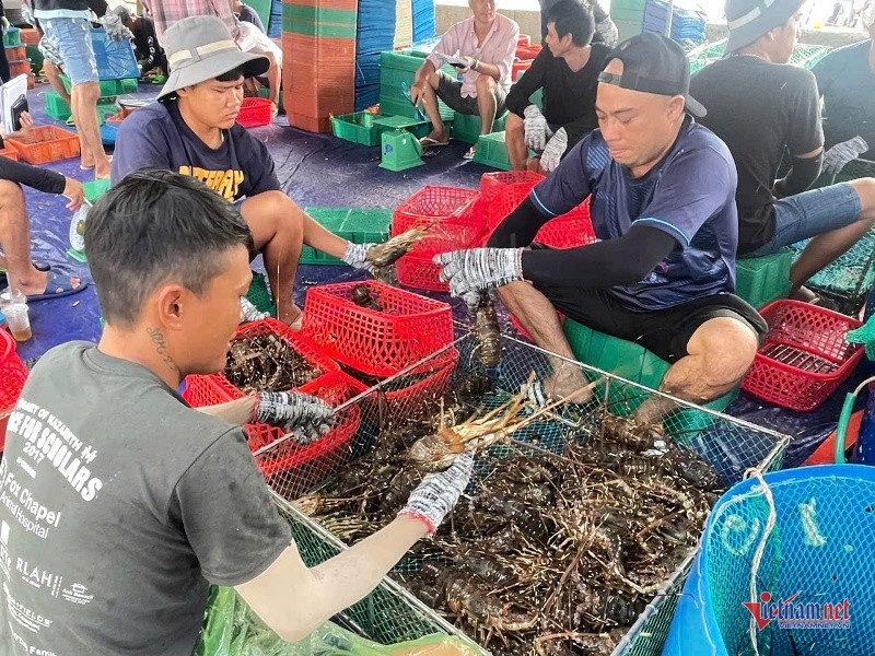 Người dân Đắk Lắk hối hả bán tháo tôm hùm chạy bão số 13