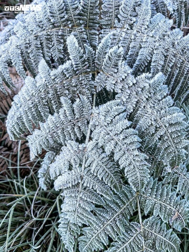 early frost blankets y ty, creating magical forest views picture 1