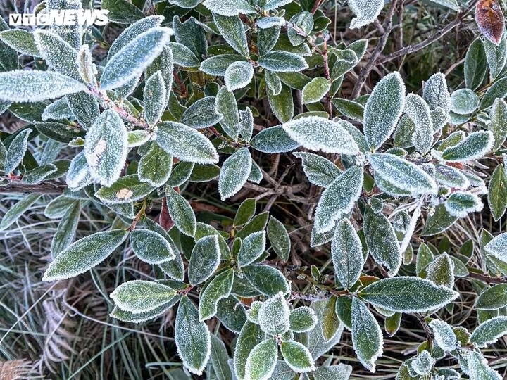 early frost blankets y ty, creating magical forest views picture 2