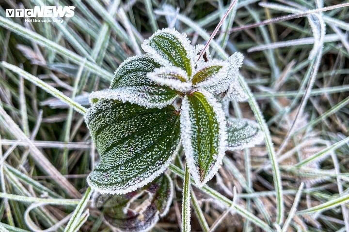early frost blankets y ty, creating magical forest views picture 3