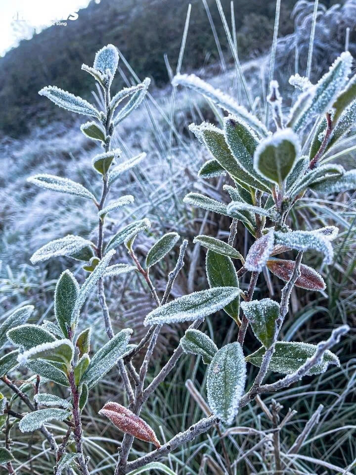 early frost blankets y ty, creating magical forest views picture 4