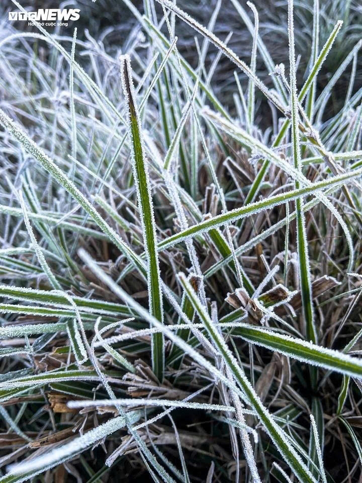 early frost blankets y ty, creating magical forest views picture 5