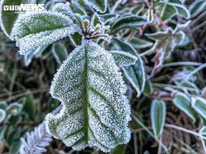 early frost blankets y ty, creating magical forest views picture 6