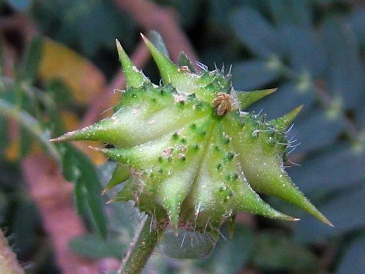 Cỏ dại mọc đầy đường từng bị "hắt hủi", giờ bỗng hóa "mỏ vàng"