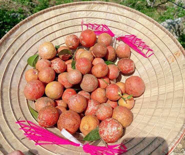 Loại quả rừng có màu đẹp mắt, dân đua nhau tìm mua mỗi khi vào mùa