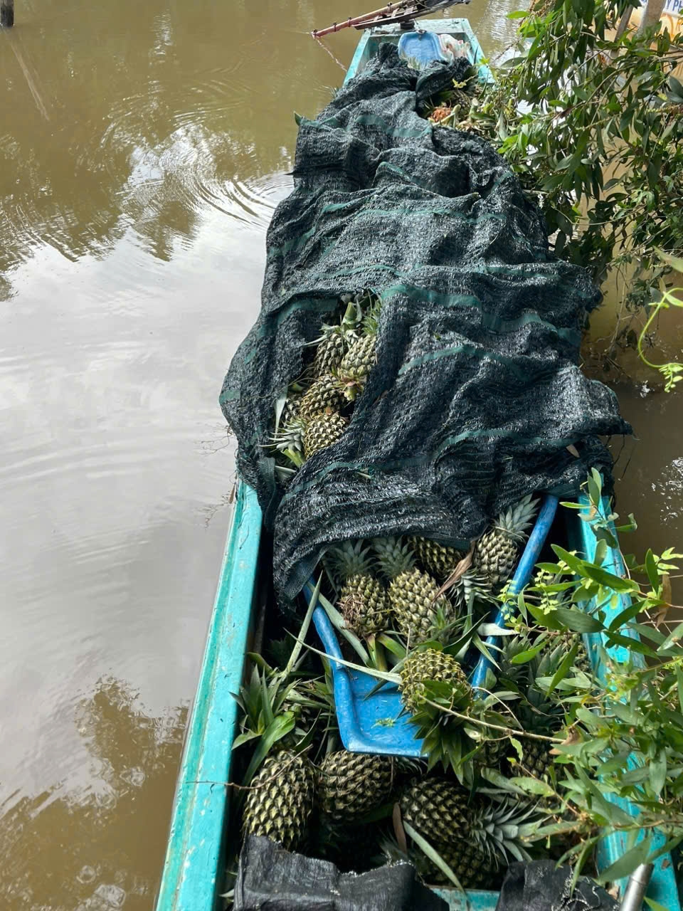 Khởi tố 4 nghi phạm trộm trái khóm và vỏ lãi của dân