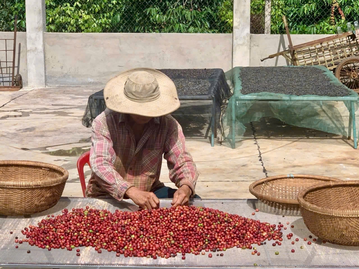 Đắk Lắk yêu cầu thu hoạch cà phê bảo đảm chất lượng dù thời tiết bất lợi