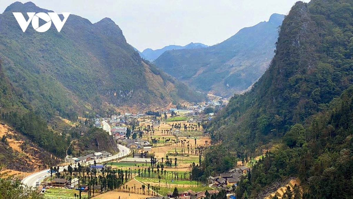 vitality on dong van karst plateau a unesco global geopark picture 1