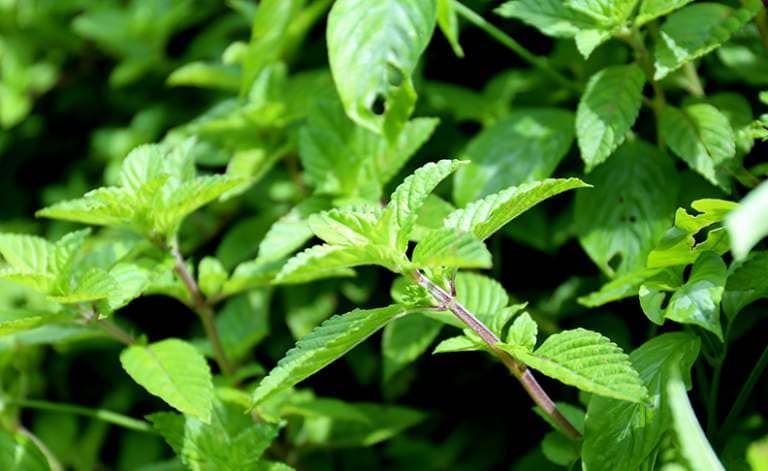 "Nữ hoàng giải nhiệt" được lùng mua với giá rẻ