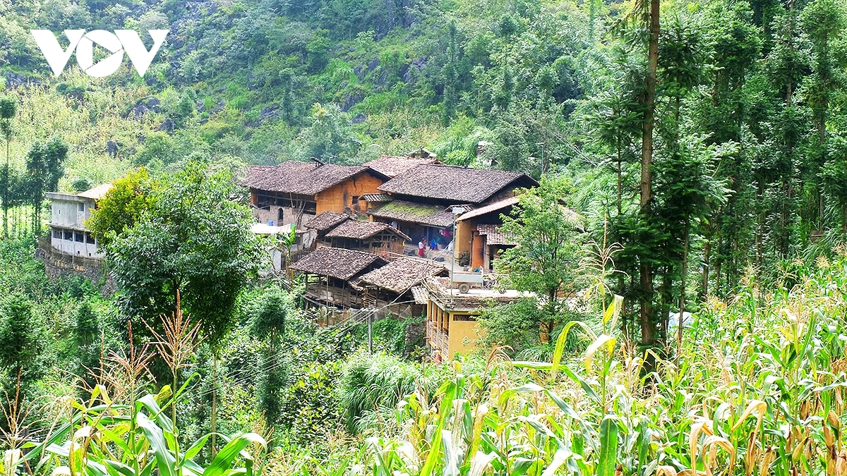 vitality on dong van karst plateau a unesco global geopark picture 2