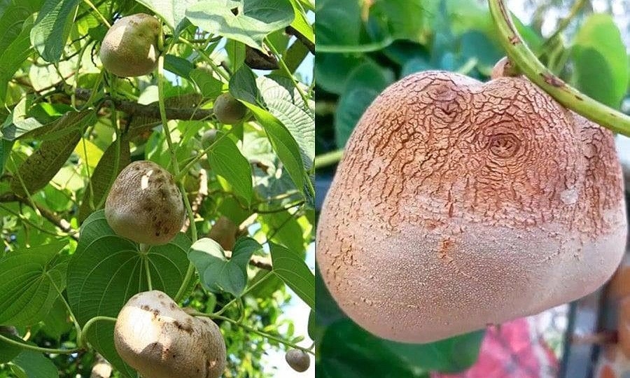 Khoai trời được nhiều thực khách tìm mua vì bổ dưỡng