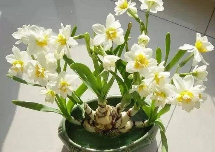 bon loai hoa xui xeo nhung nhieu nguoi van bo tien mua hinh anh 4