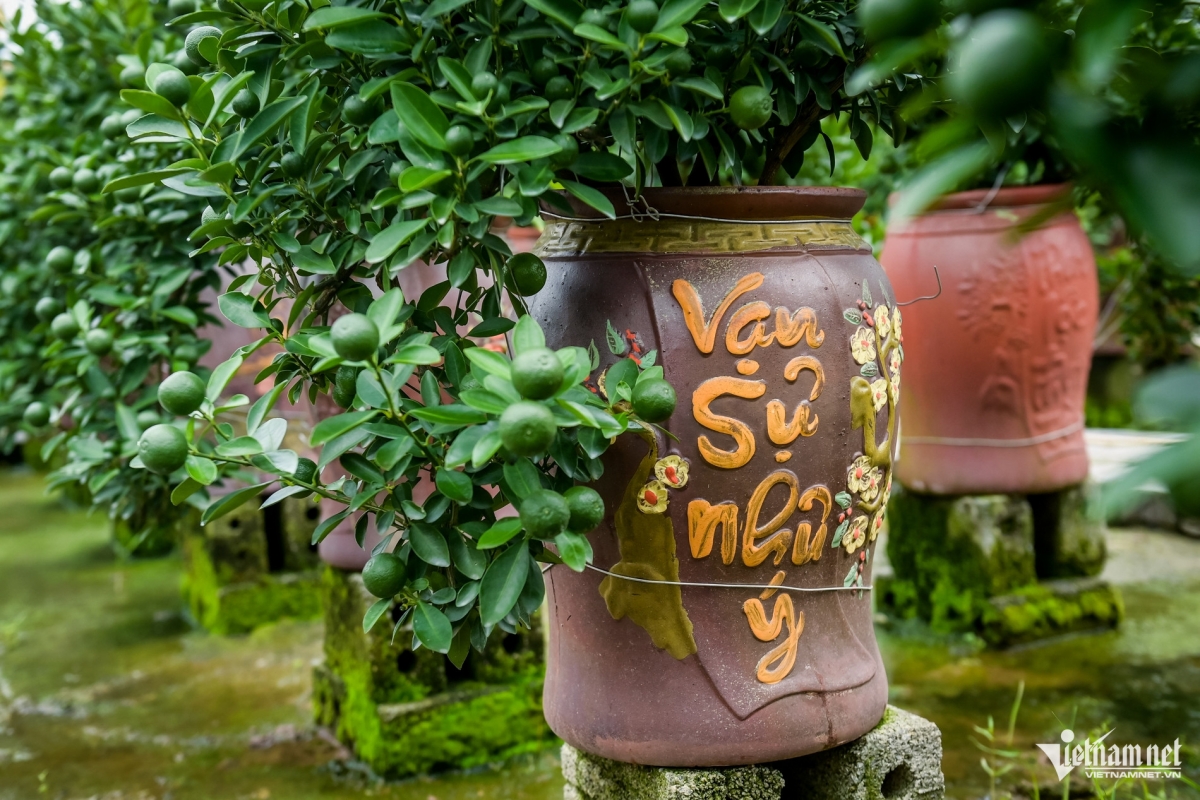 Thủ phủ quất Tết ở Ninh Bình 'cháy hàng' từ tháng 9, nhà vườn thắng lớn