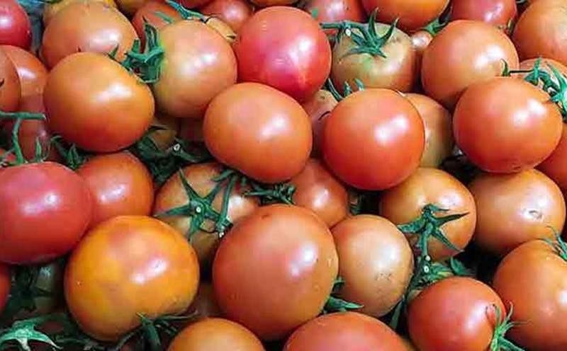 Vì sao giá cà chua tăng “sốc”, gấp mấy lần bình thường?