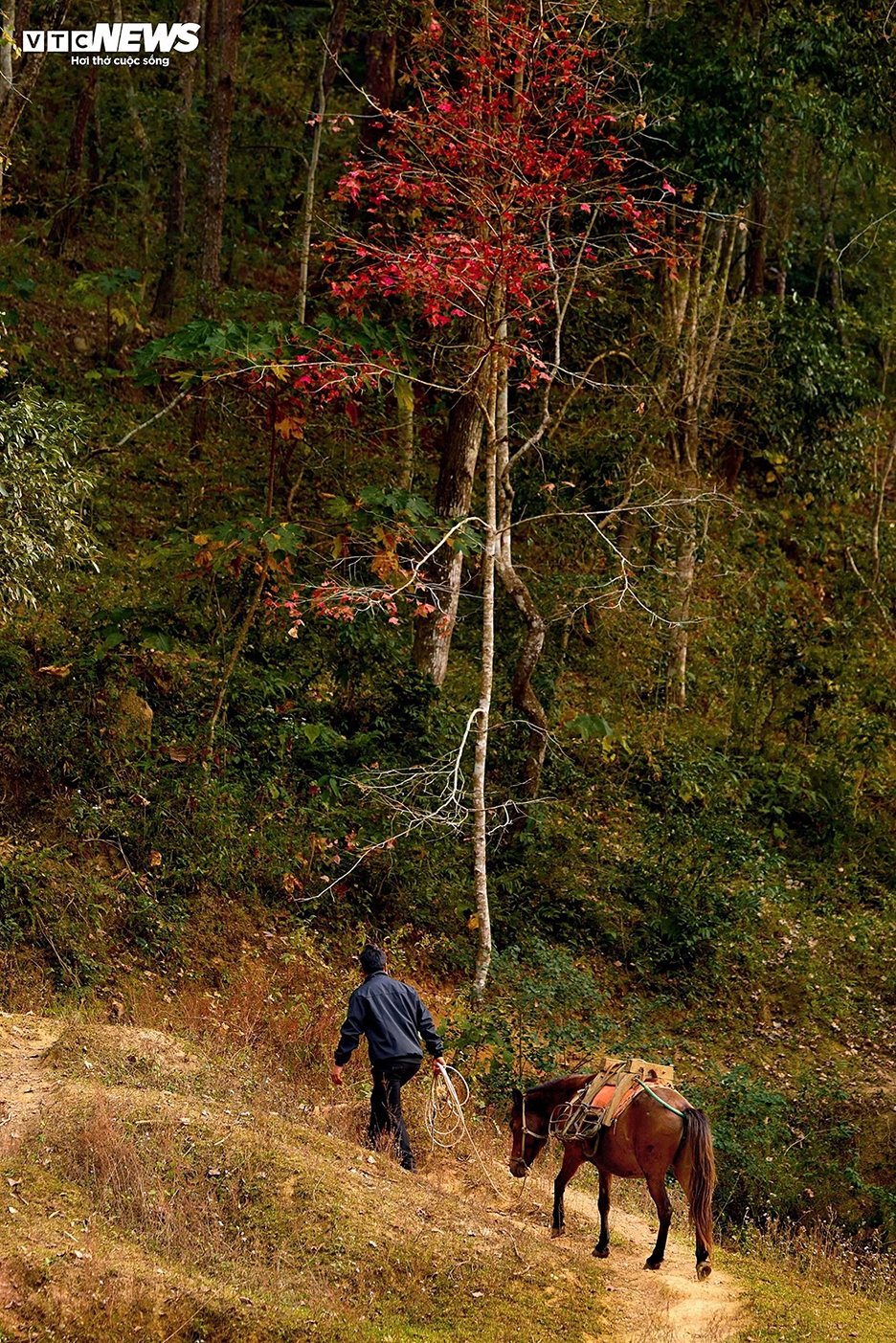 artificial lake in vietnam mirrors a european autumn as sweetgum leaves turn picture 8