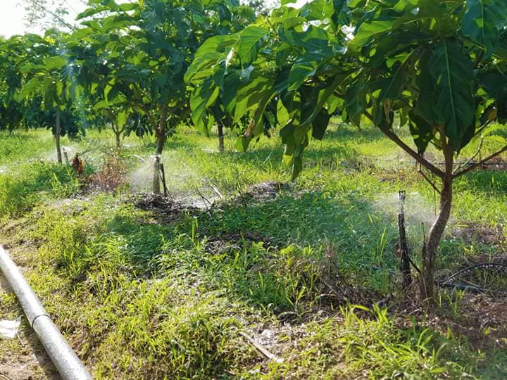 Tưới tiên tiến, tiết kiệm nước – nền tảng nông nghiệp thông minh