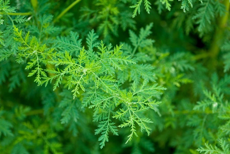 Loại cỏ “hôi hám” ở quê thành dược liệu quý, giá đắt đỏ